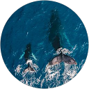 Victoria Smith profile picture